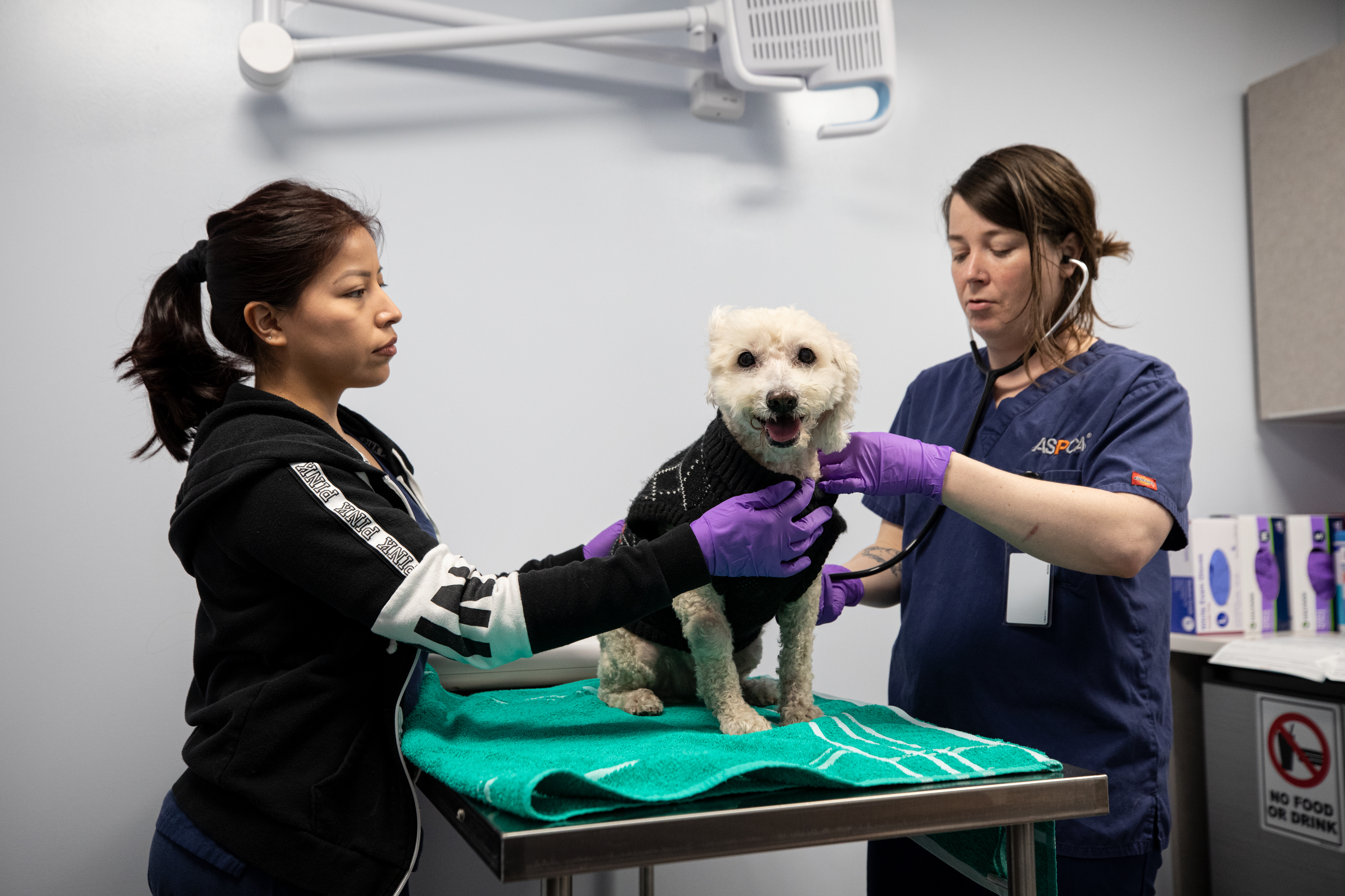 4.2 million pets could be living in poverty in the US in next 6 months, ASPCA says
