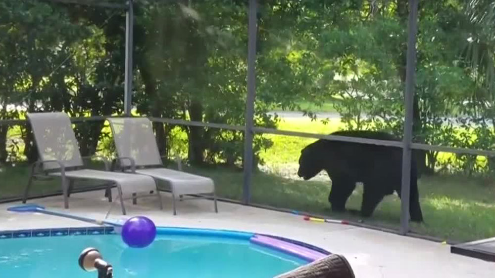 wptv-seminole-county-bear-.jpg