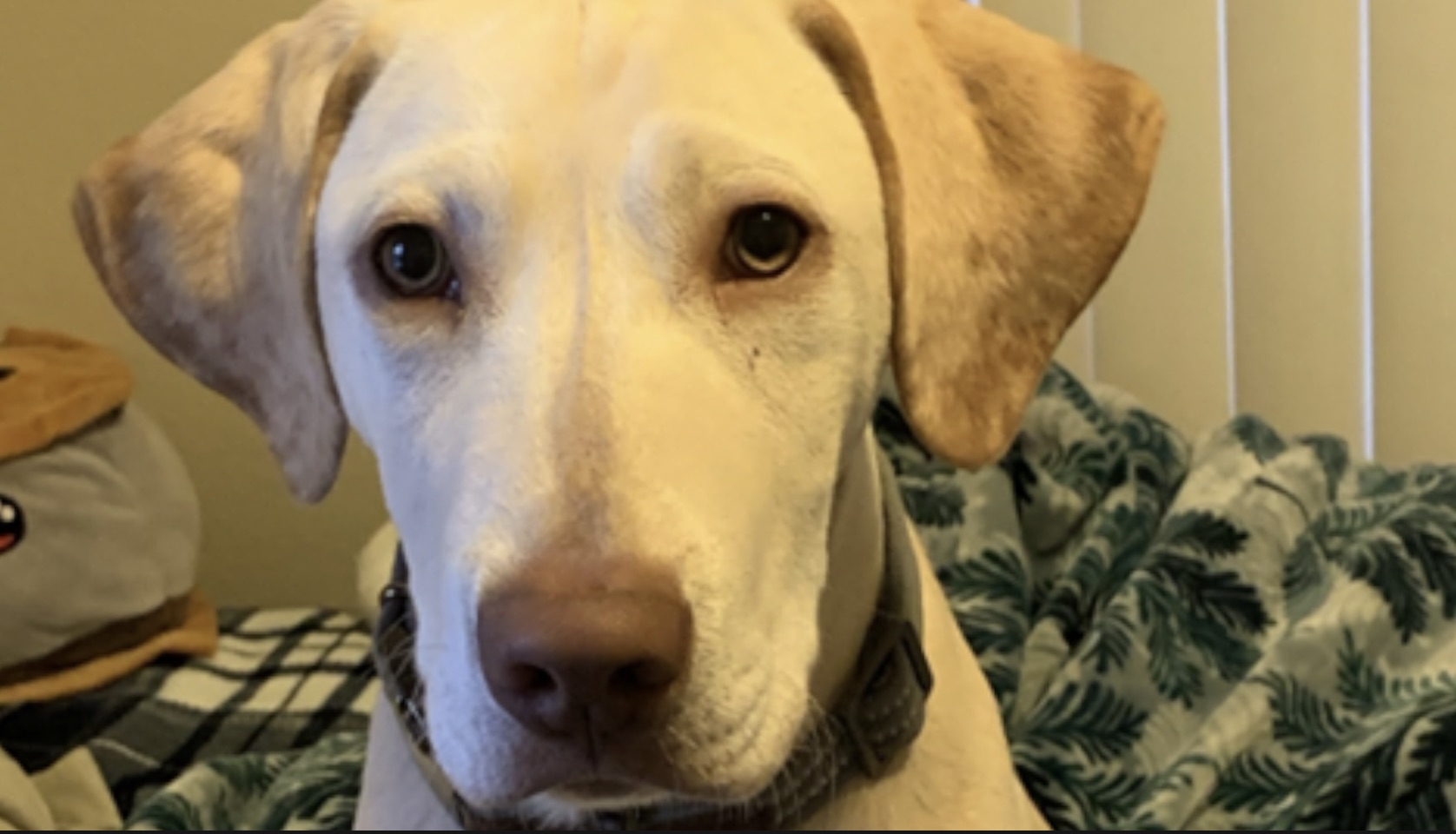 dog.jpg