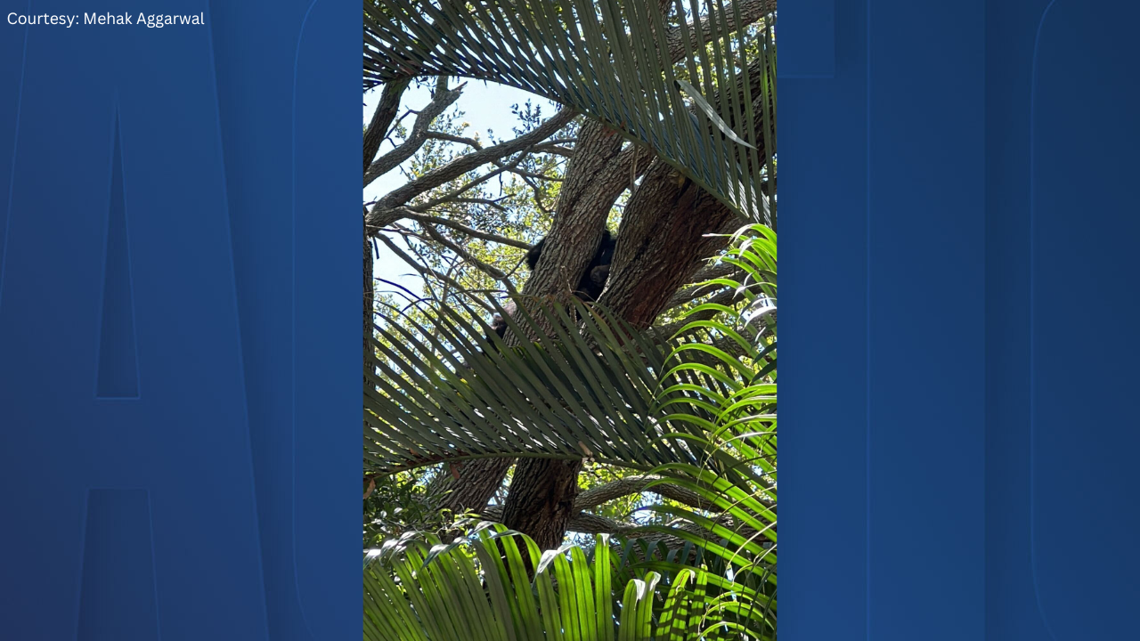 Bear in Town 'N Country neighborhood