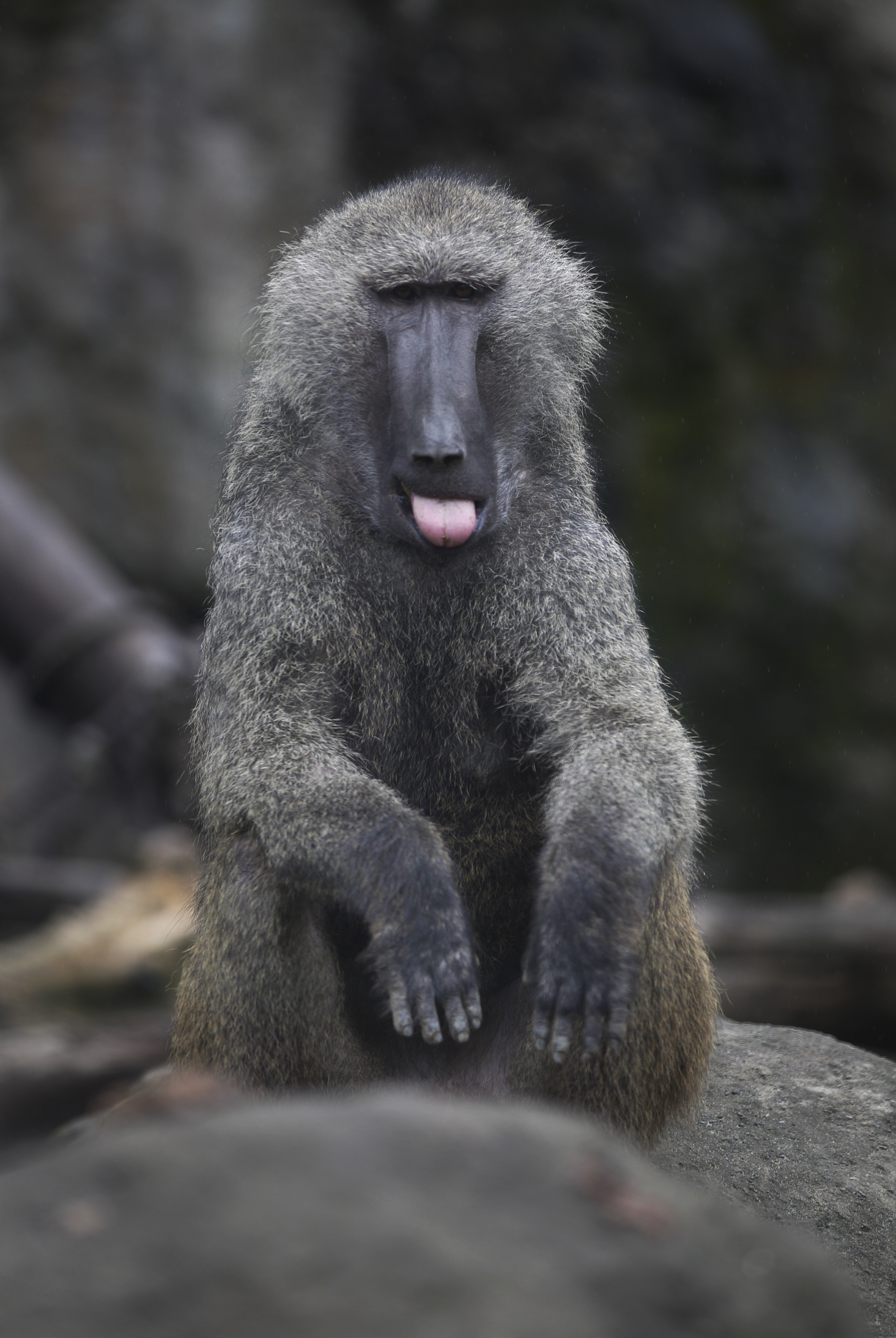 Olive Baboon
