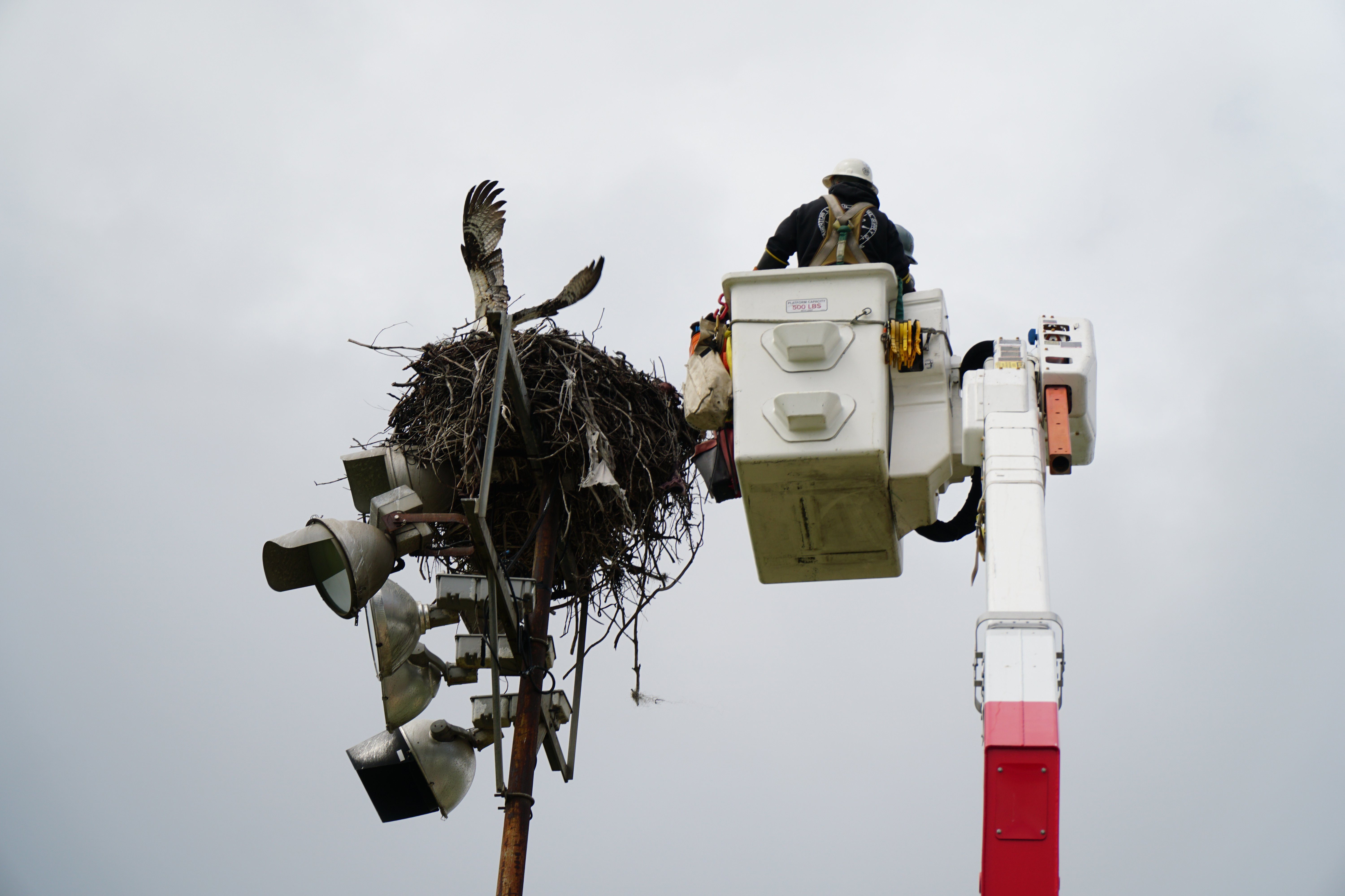 SDHS Osprey Rescue Robb Field 03202023_photo3.jpg