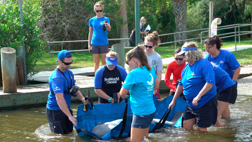 In this Oct. 17, 2019 photo made available by SeaWorld Orlando, employees release a rescued manatee back into the wild in Oak Hill, Fla. The manatee was released after it was treated for a torn lung likely sustained in a collision with a boat. SeaWorld rehabilitates sea animals that are ill, injured, stranded or orphaned, treating them with the goal of returning them to the wild. 