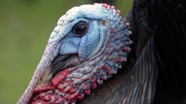 Tom turkey