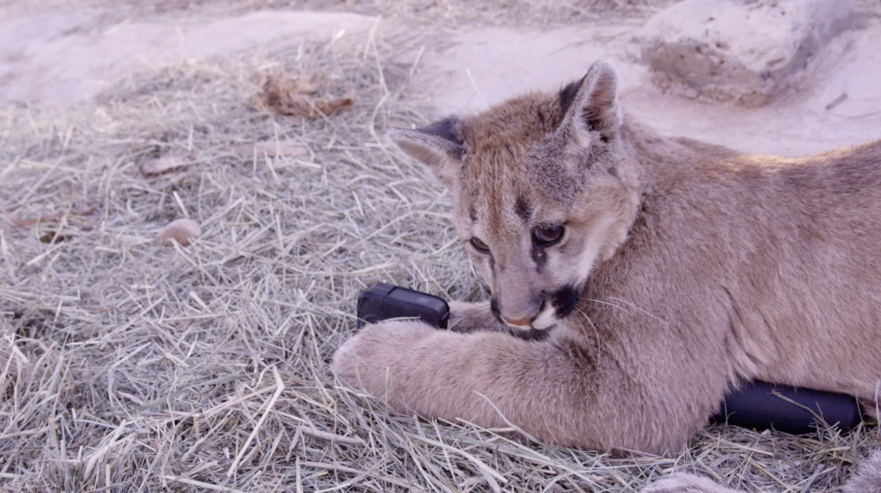 Screenshot 2025-04-24 at 4.11.48 AM.png