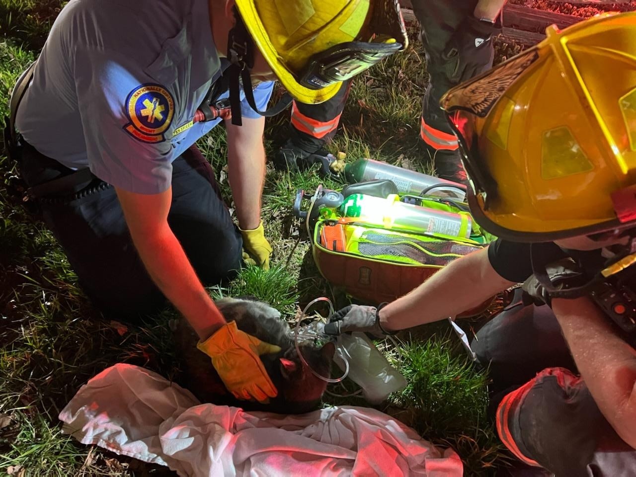 Hanover Fire Rescues Cat 1.jpg