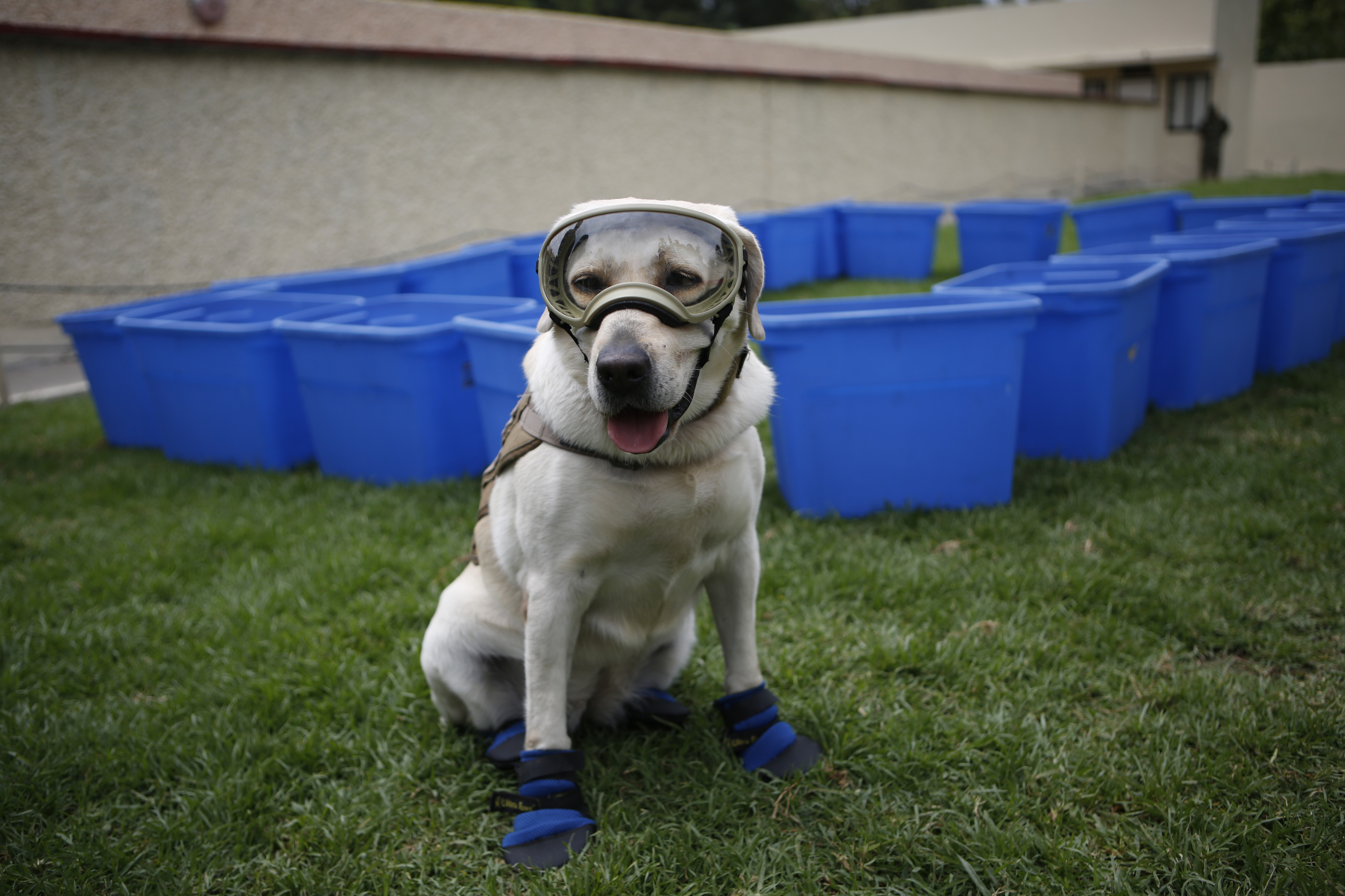 Mexico Rescue Dog