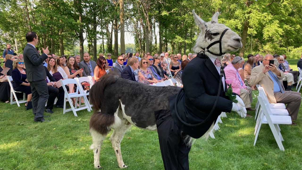 J the llama stands in as a groomsman in a wedding in Albion, New York.