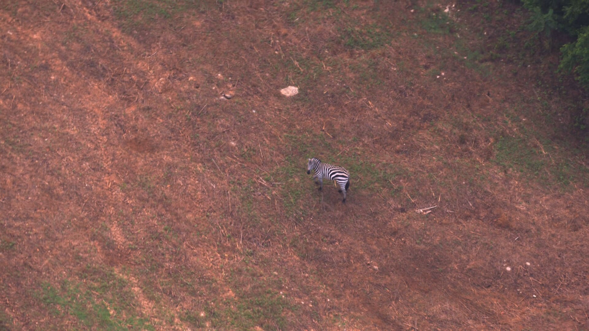 Zebra found