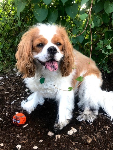 cavalier king charles spaniel craigslist