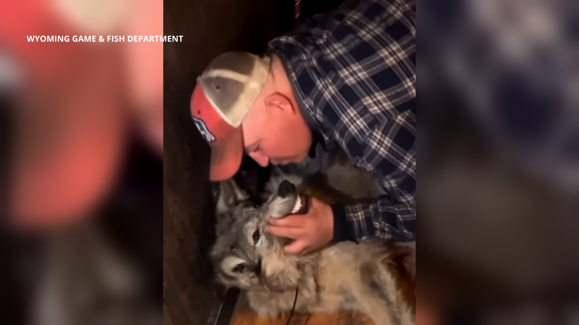 '$250 is nothing': Calls for stiffer penalties after video of tortured wolf emerges in Wyoming 