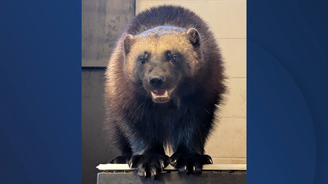 Boise Zoo Wolverine.png