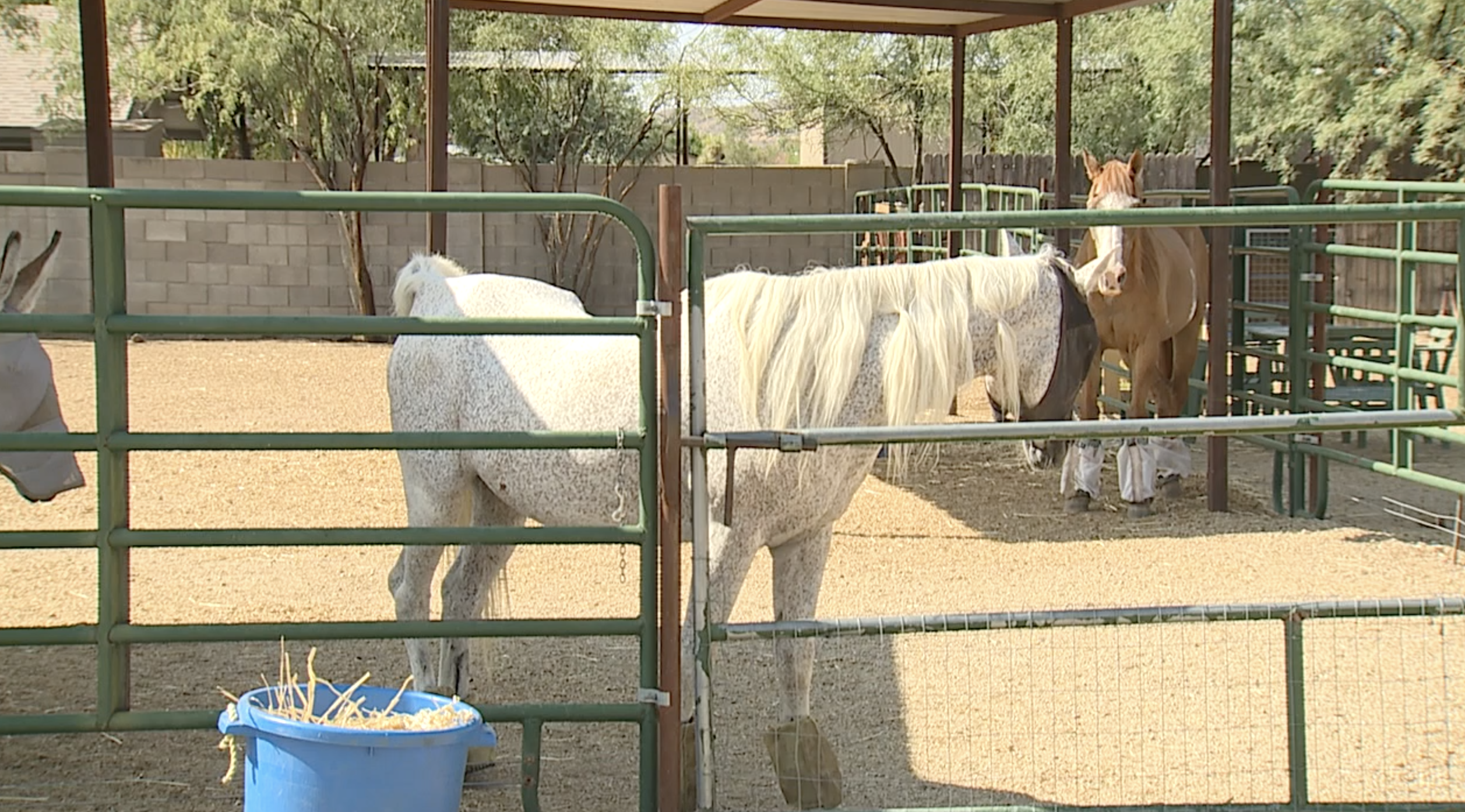 Freed Spirits Animal Rescue