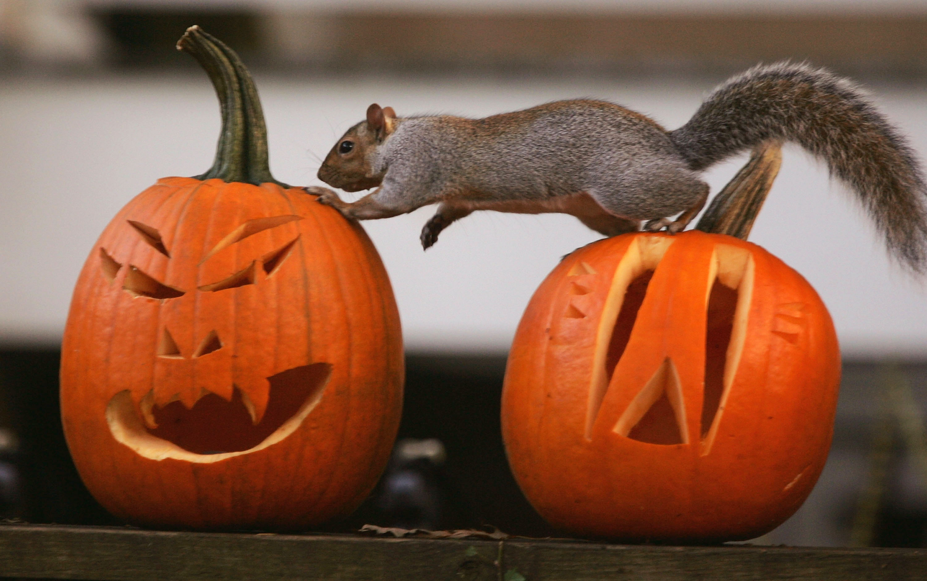 A Squirrel Stands On A Halloween Jack-O'-Lantern