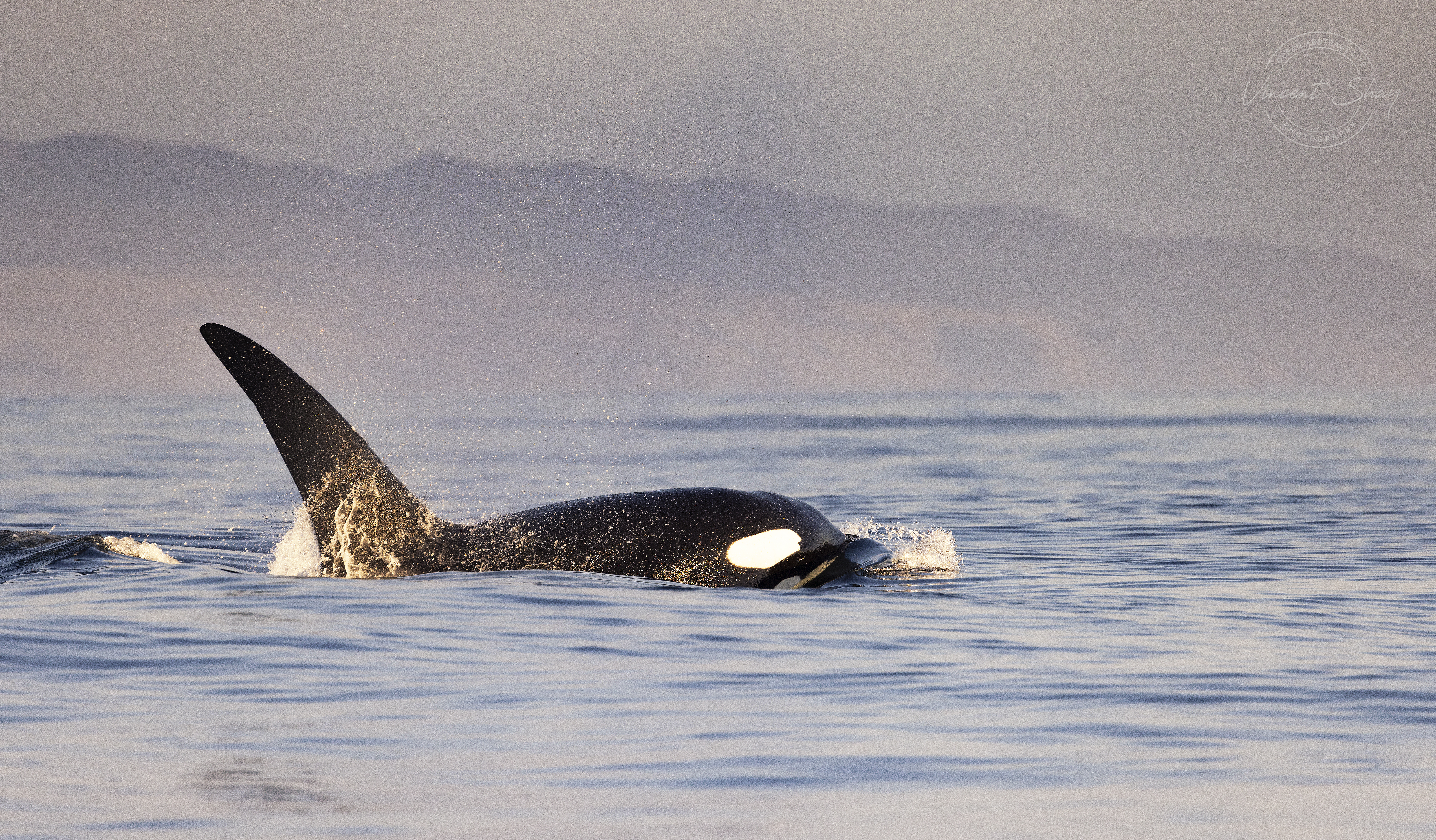 Orca10_74A4085 copy.jpg