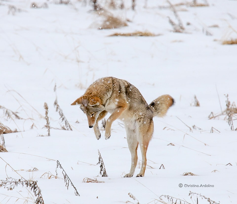 Coyote pouncing on a vole