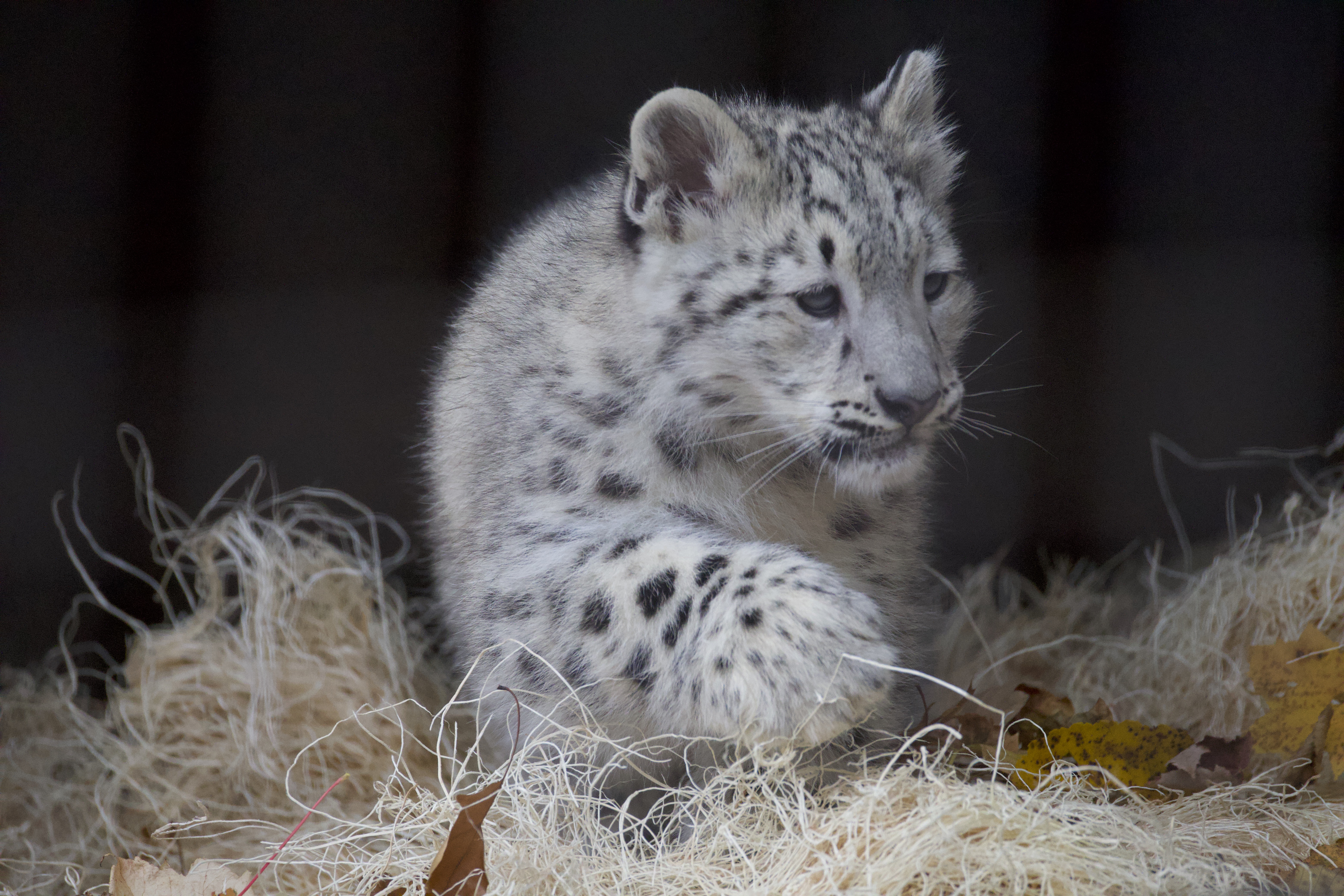 Juniper the Snow Leopard cub