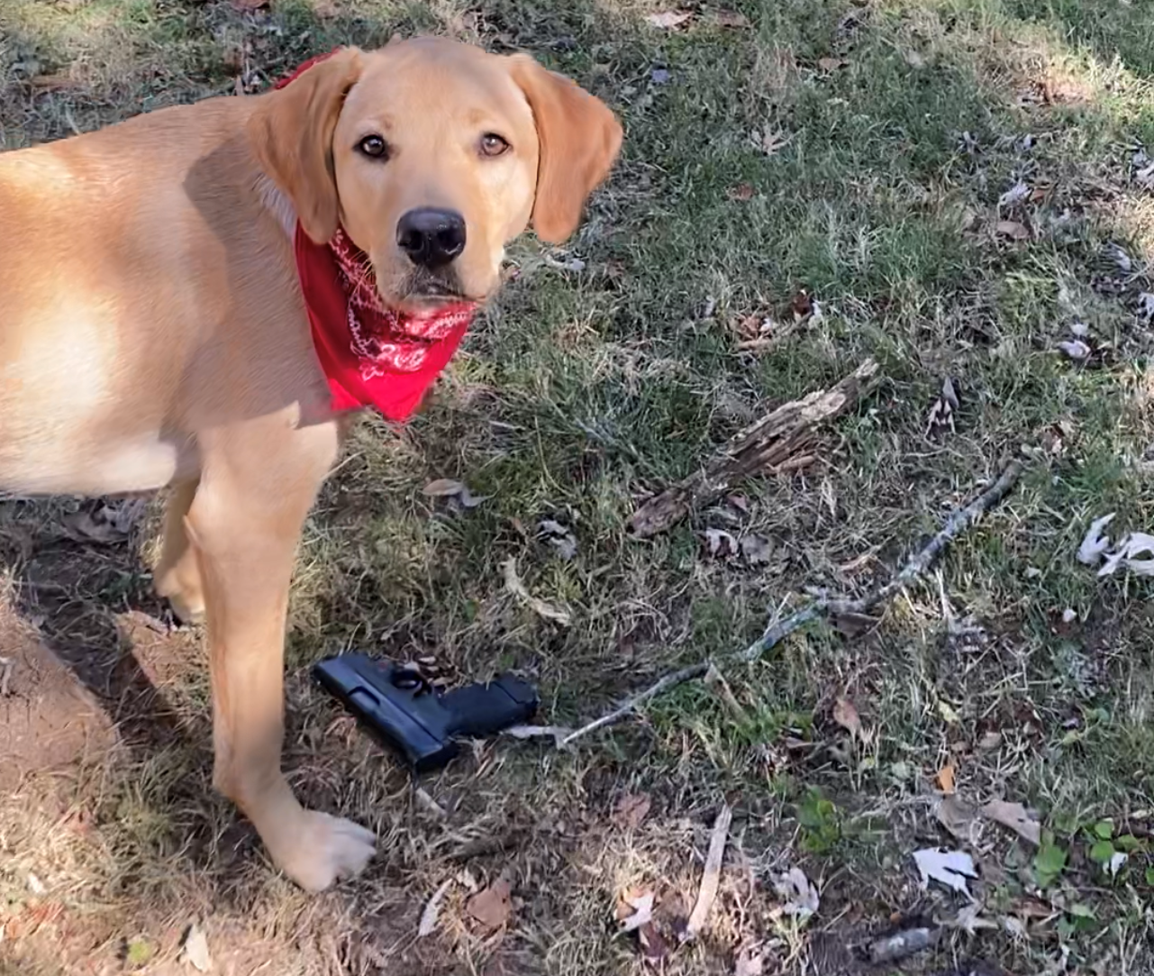 Dog finds gun after shooting