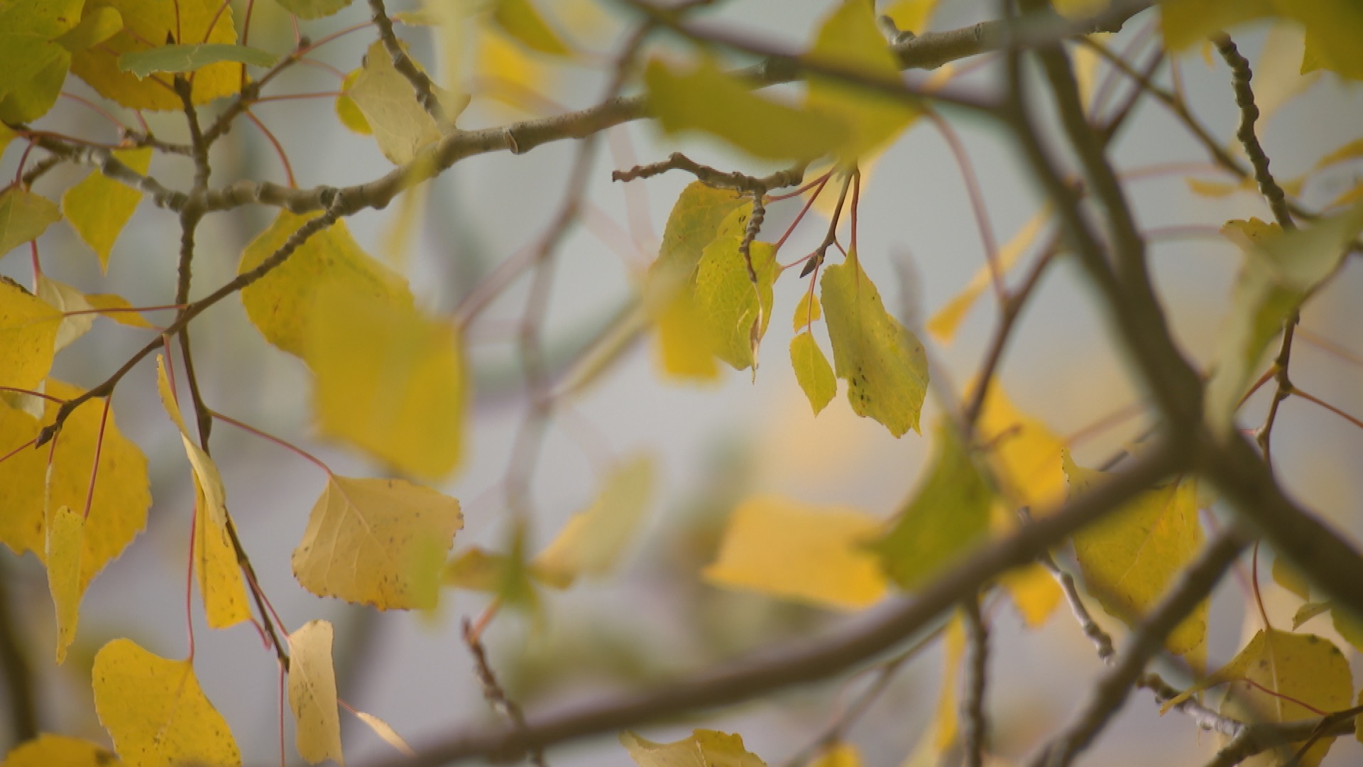 Fall leaves changing later this year