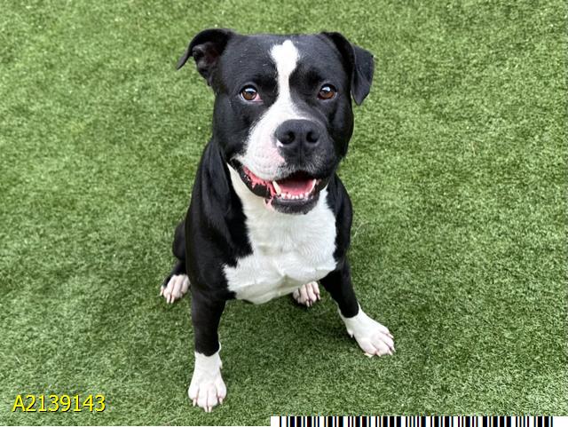 Petey, 2 years old, was listed as available for adoption on the Palm Beach County Animal & Control website on March 5, 2023. 