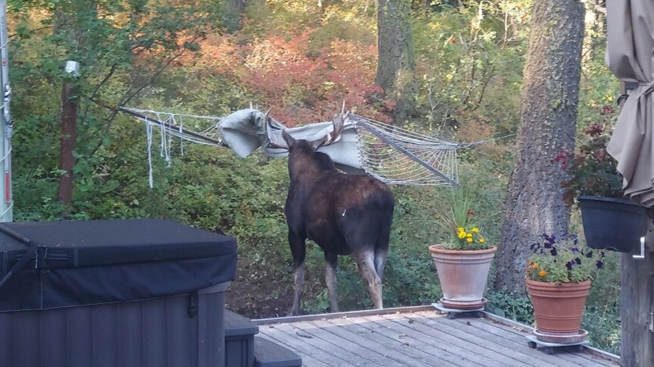 moosey.jpg