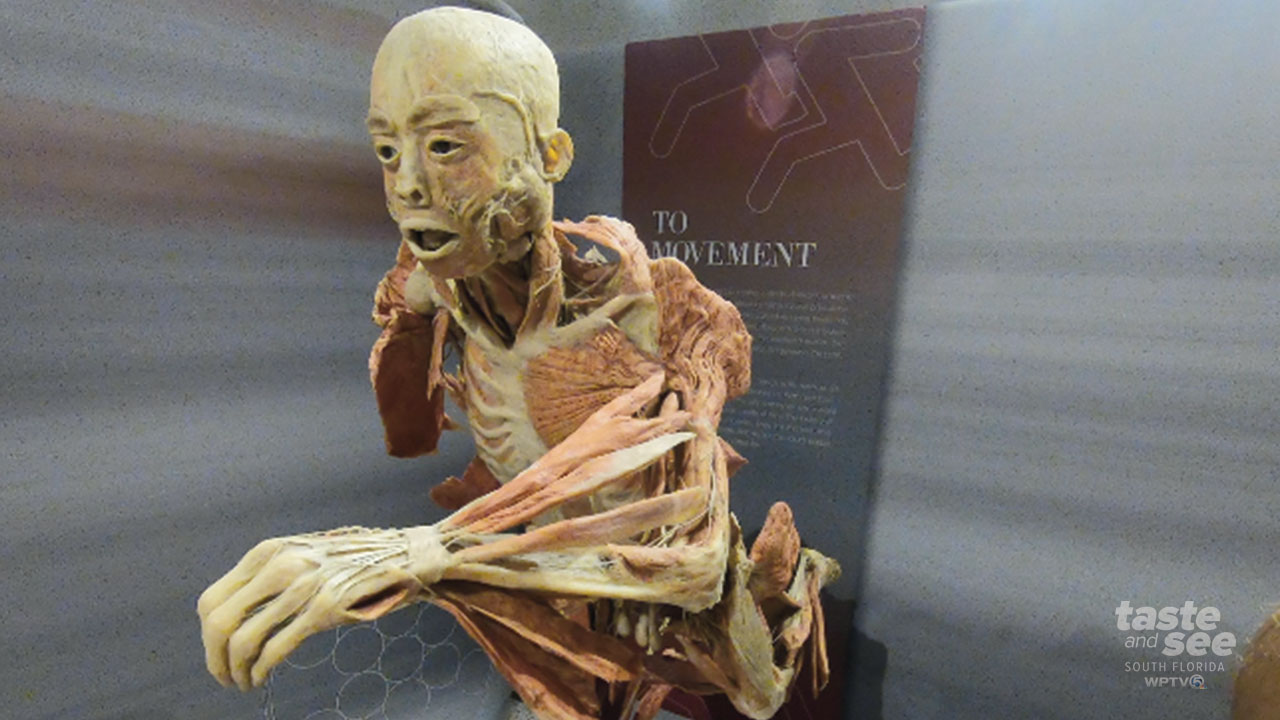 Real Bodies: The Exhibition at the South Florida Science Center and Aquarium 