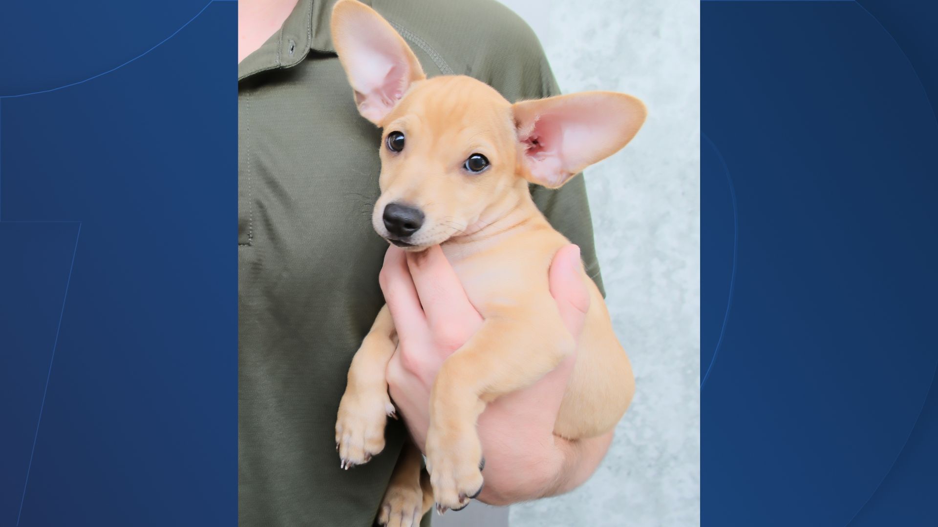 Luke the Chihuahua/Dachshund mix -- Pet of the Week