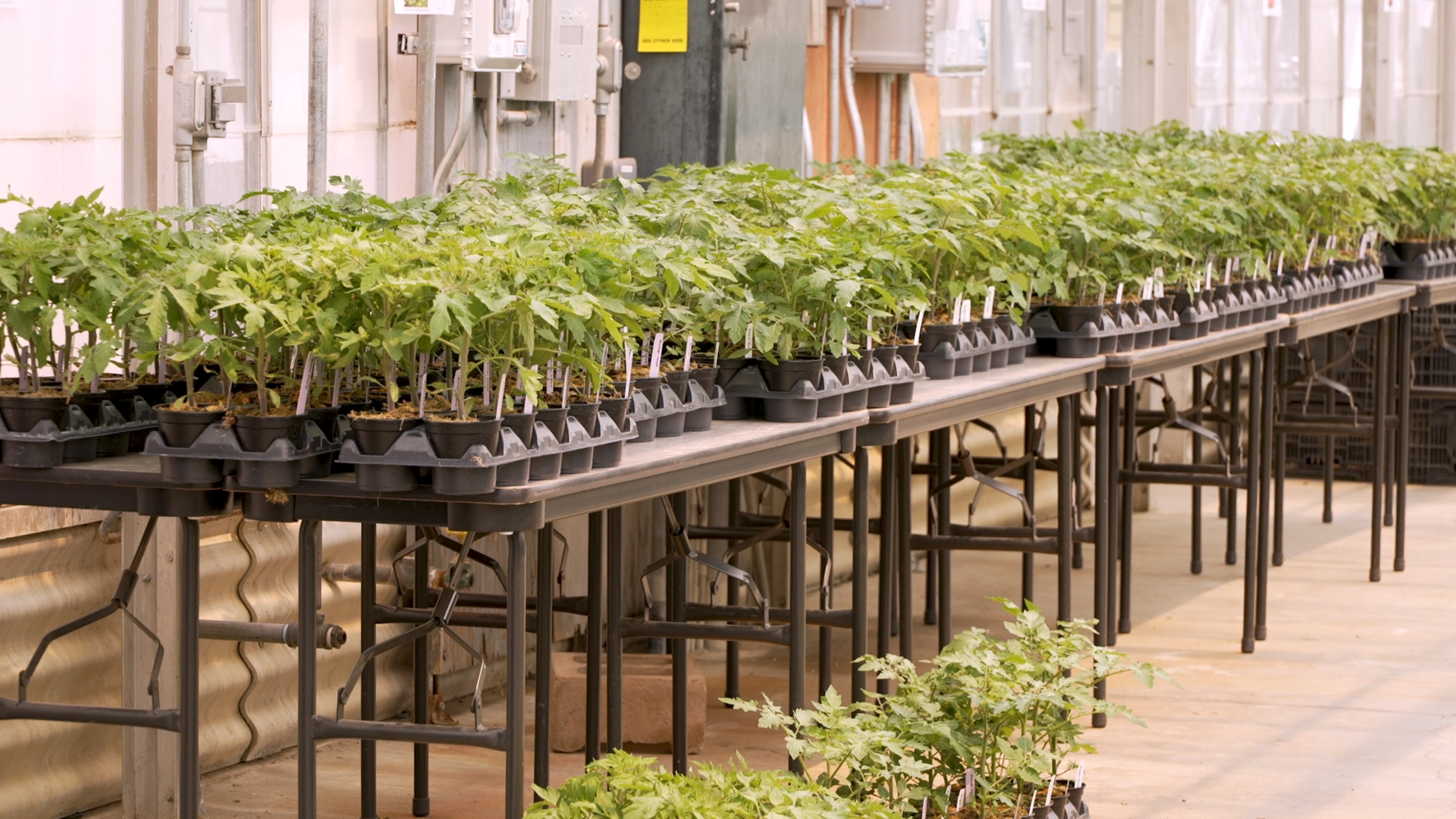 TOMATO SPECTACULAR PREVIEW SVO.00_00_13_01.Still001.png