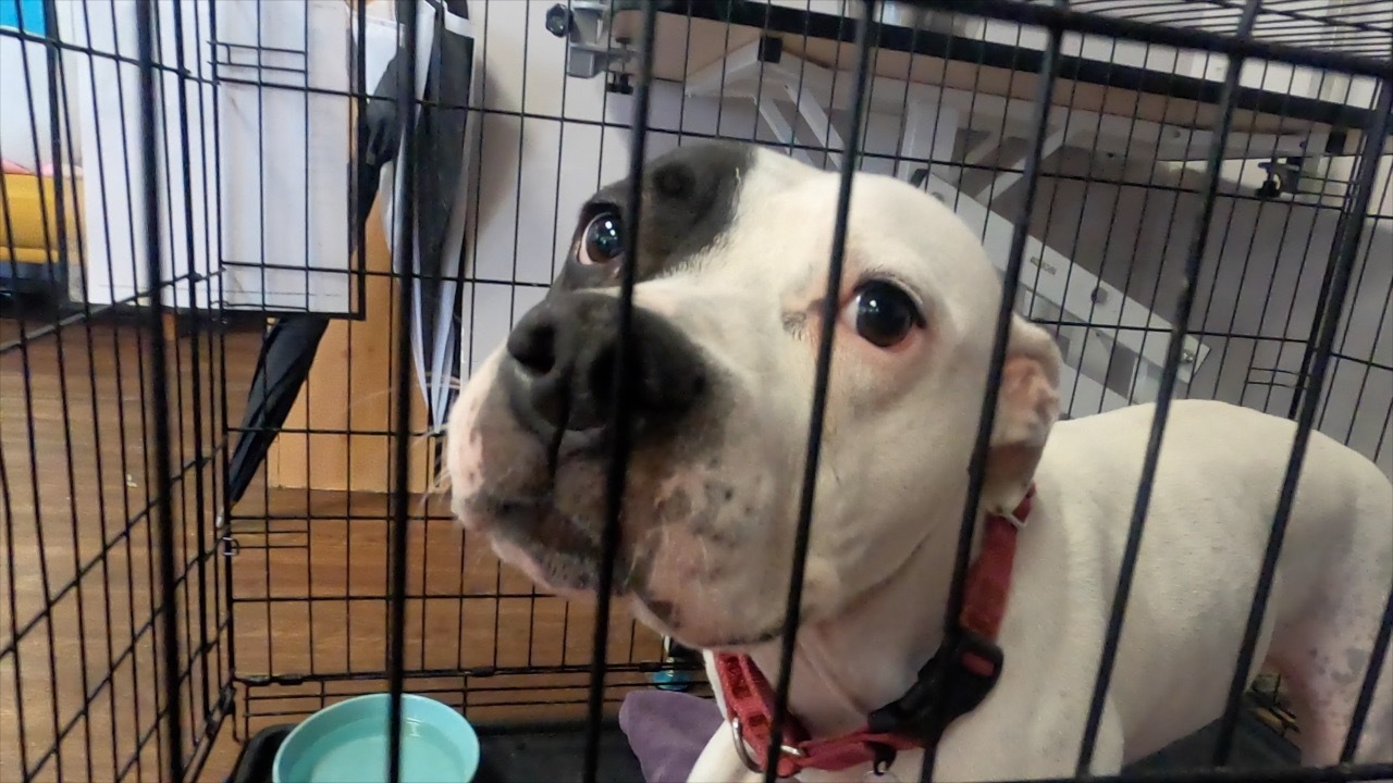 Waxler 530pm pkg Animal Shelter.jpg