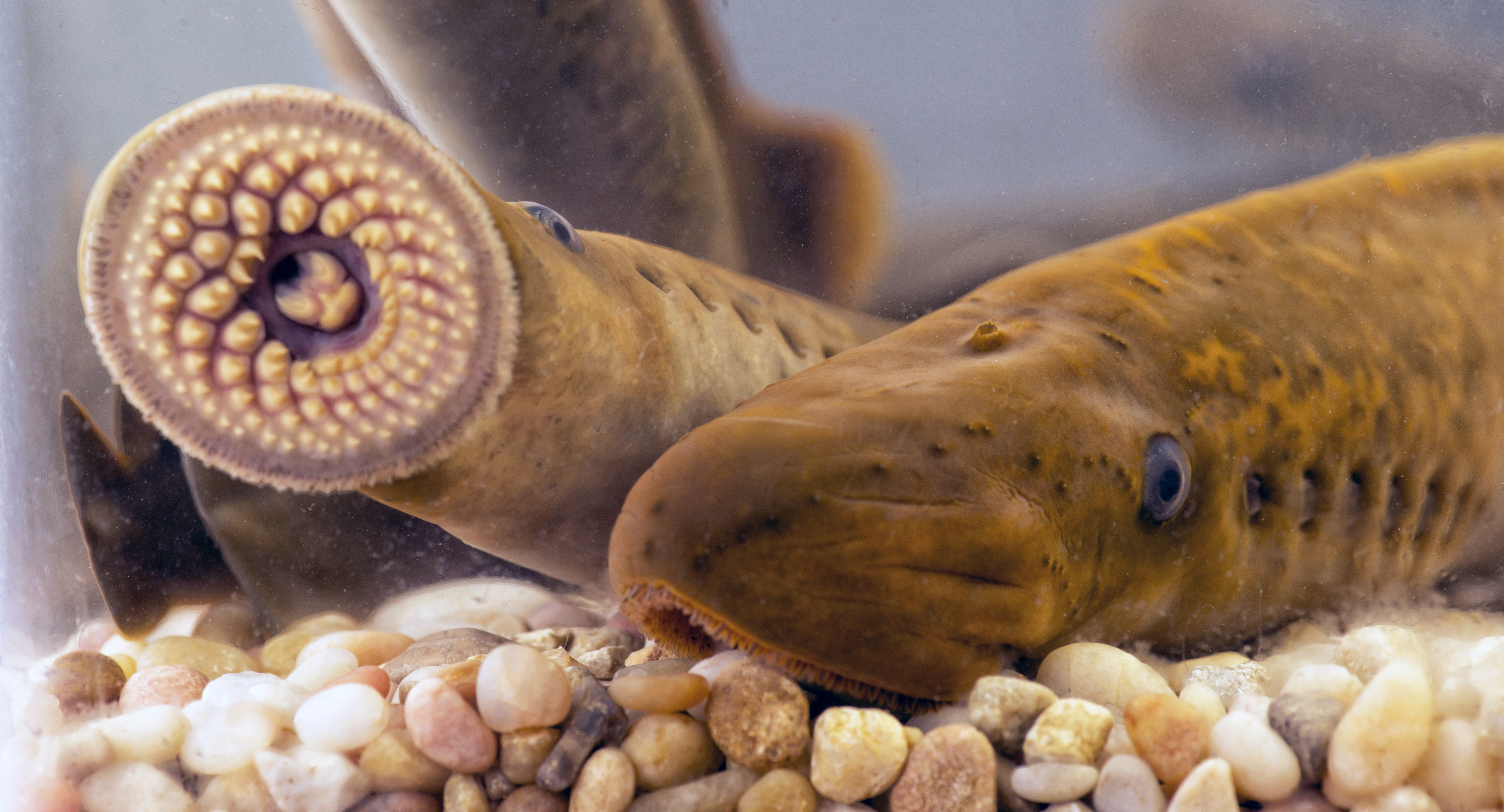 Sea lamprey