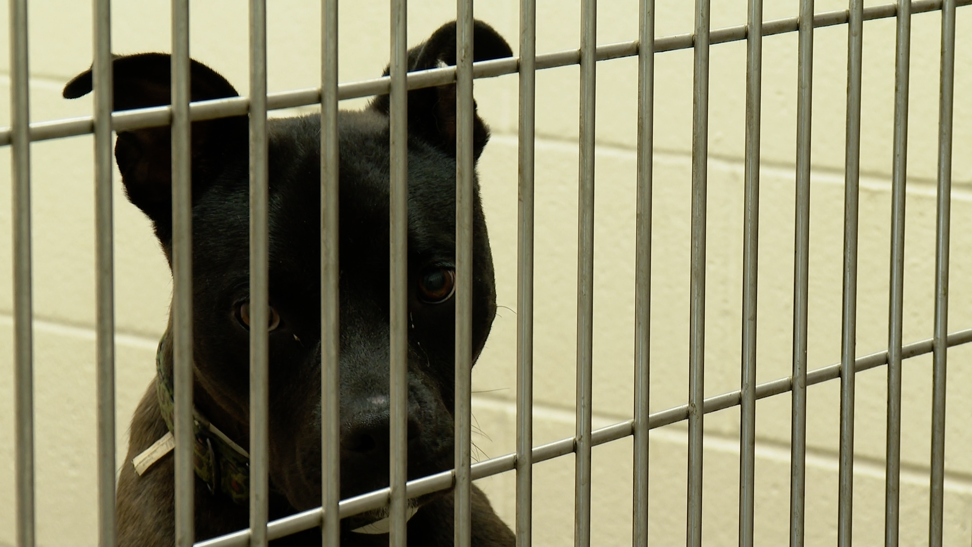 Over 100 lost dogs were brought to the Humane Society of the Pikes Peak Region over 4th of July weekend