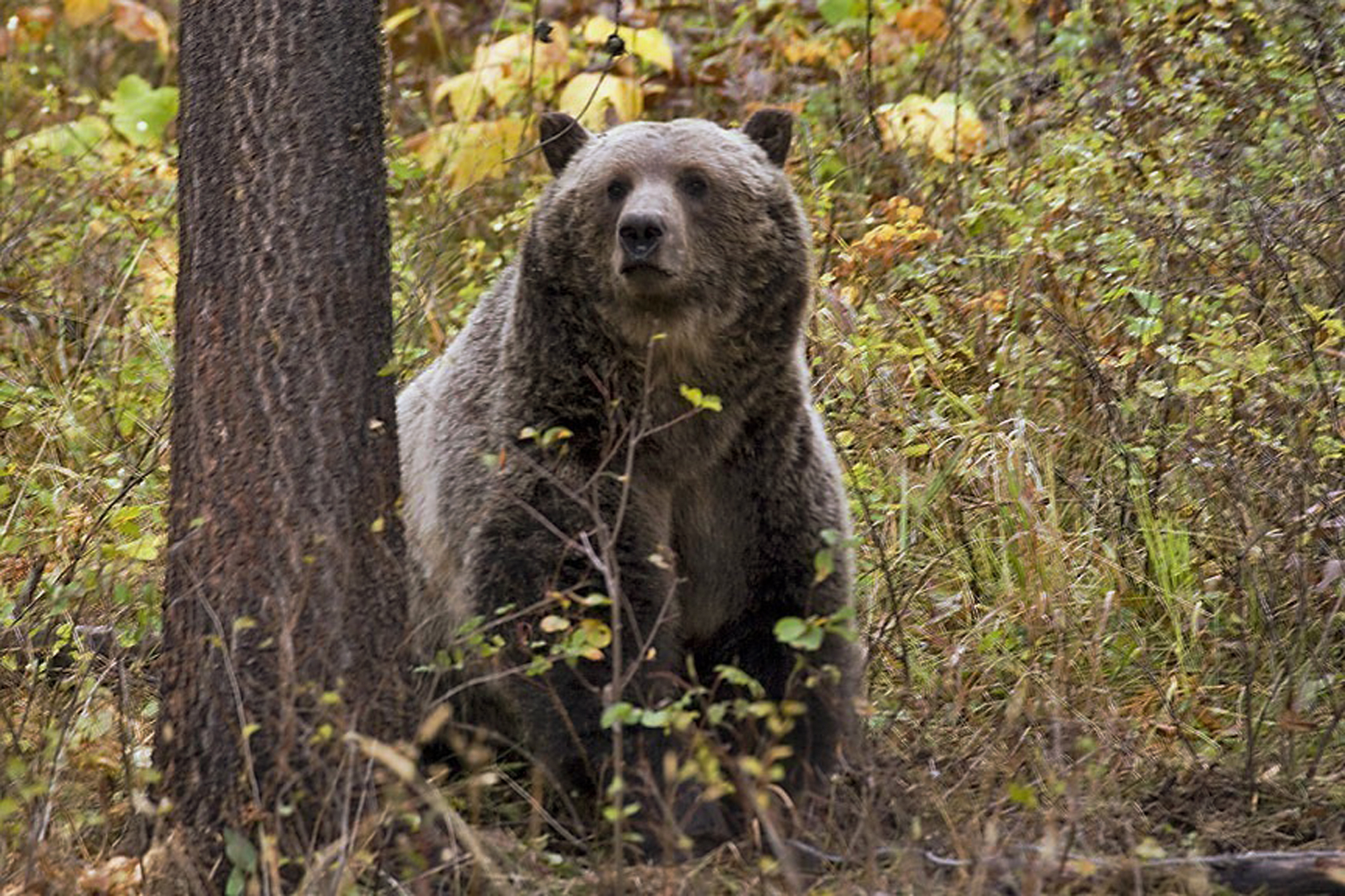 Grizzly Bears-Recovery
