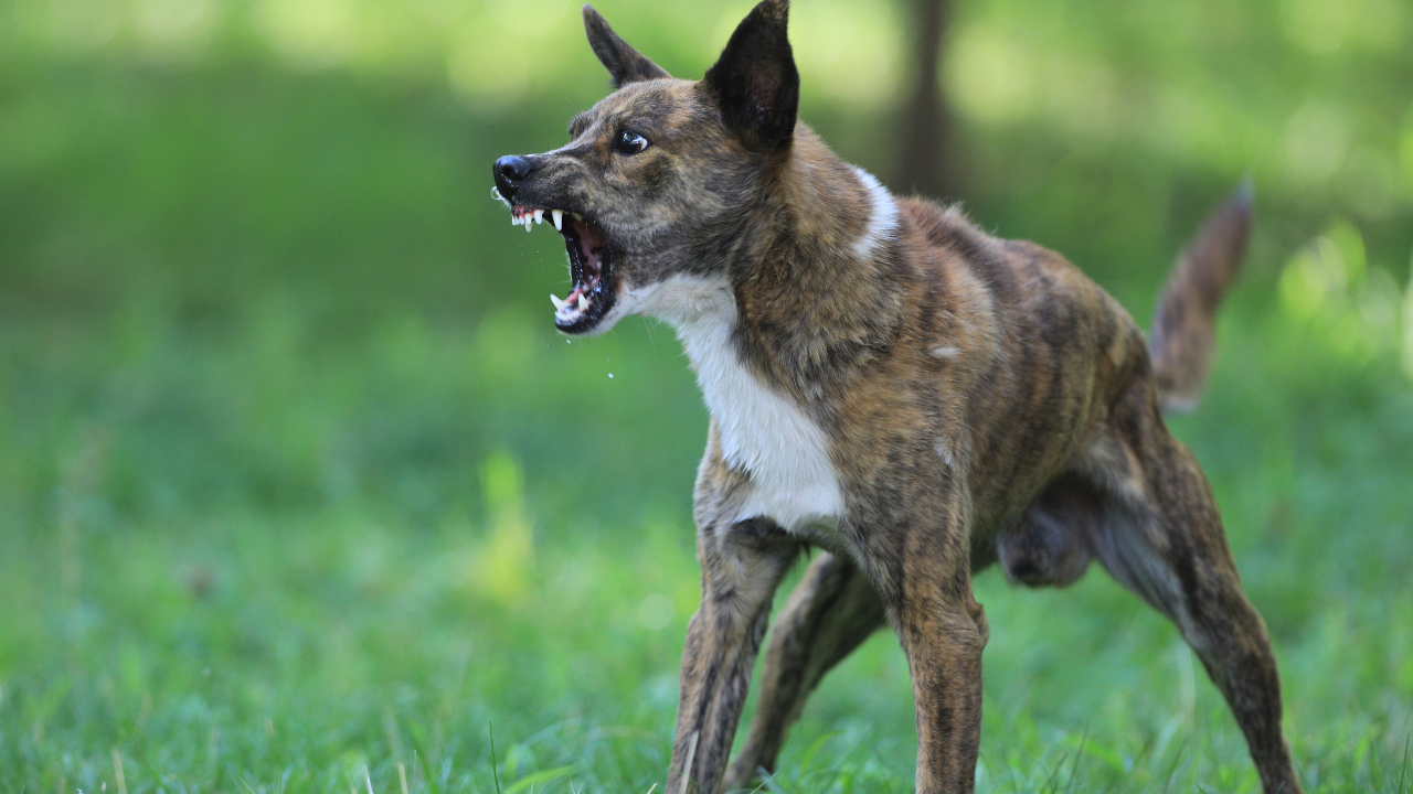 Vicious Dog (FILE)