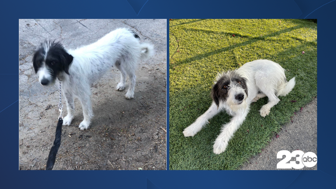 Cave Dog, July 27, 2021