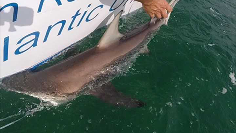 WPTV-SHARK-TAGGING.jpg