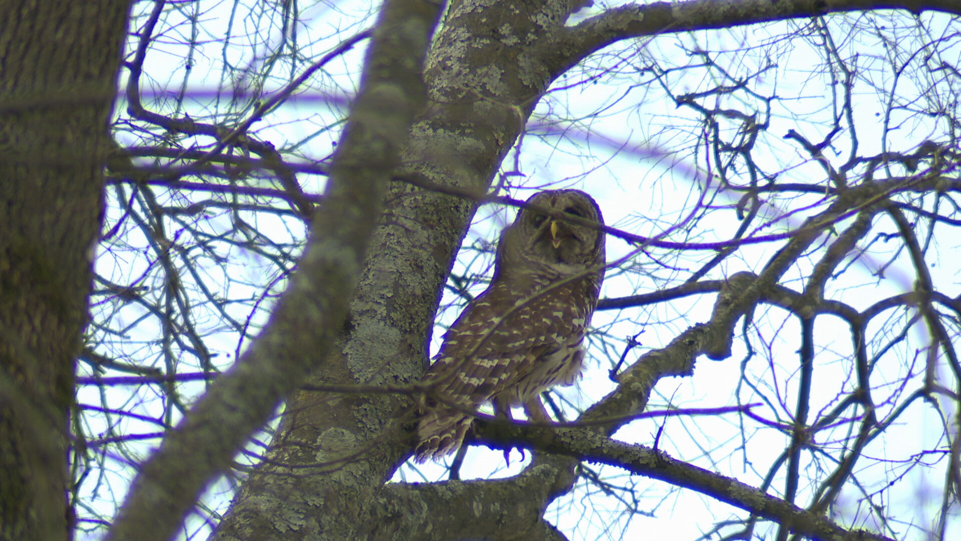 6p nick owl release vo_frame_631.jpeg