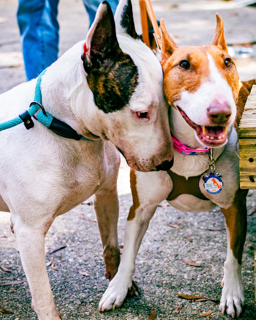 trooper the dog gets adopted 2.jpg