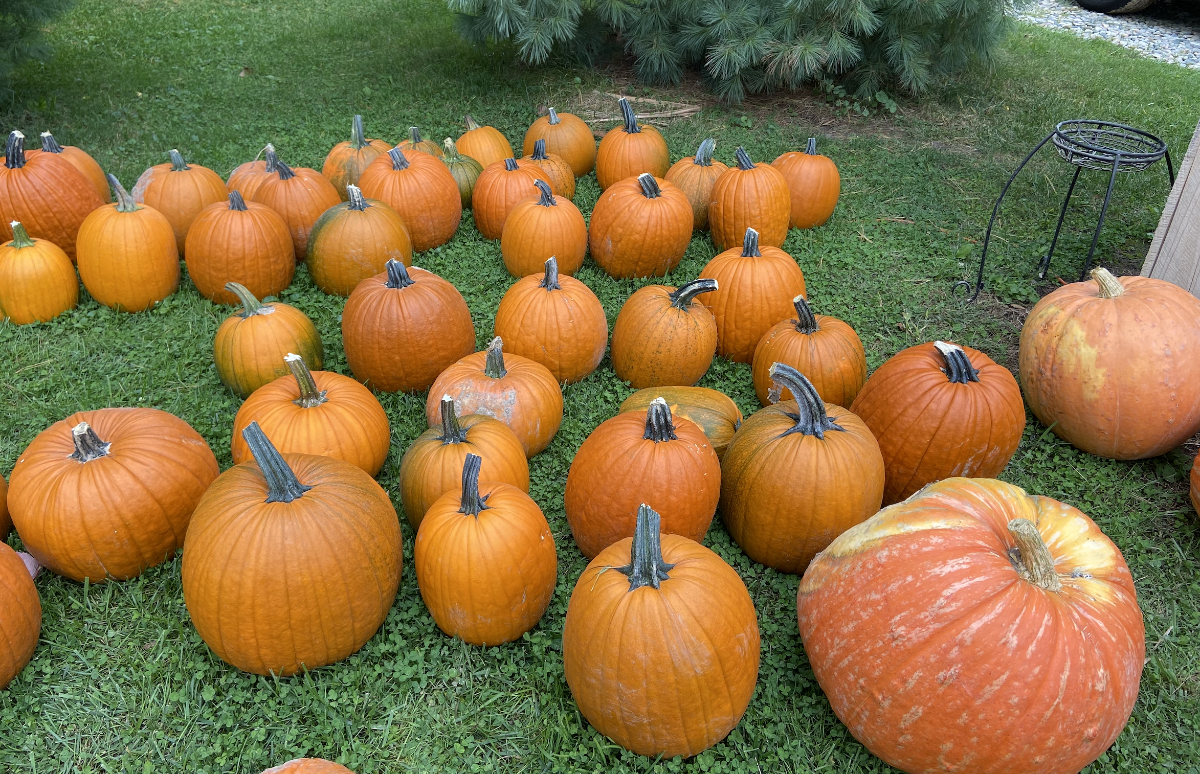 Pumpkin patch paying it forward by giving away free or low cost pumpkins