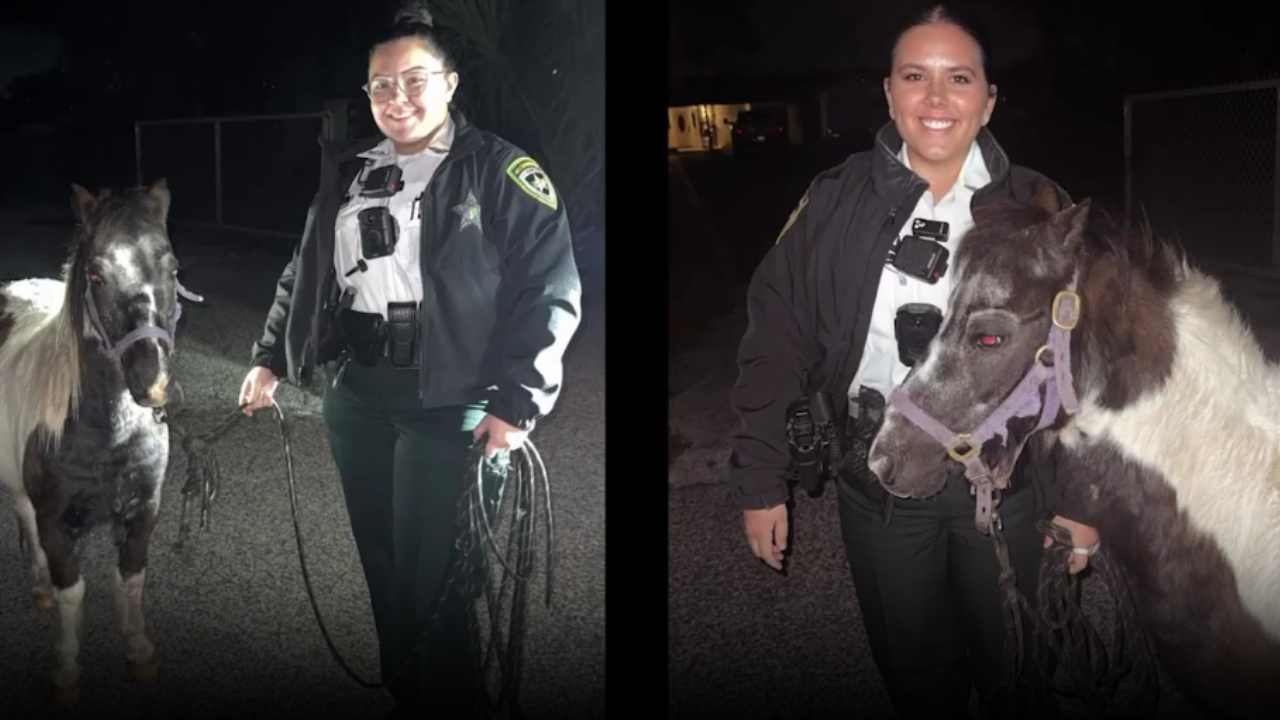Miniature horse on the loose rescued by officials in Ruskin: HCSO