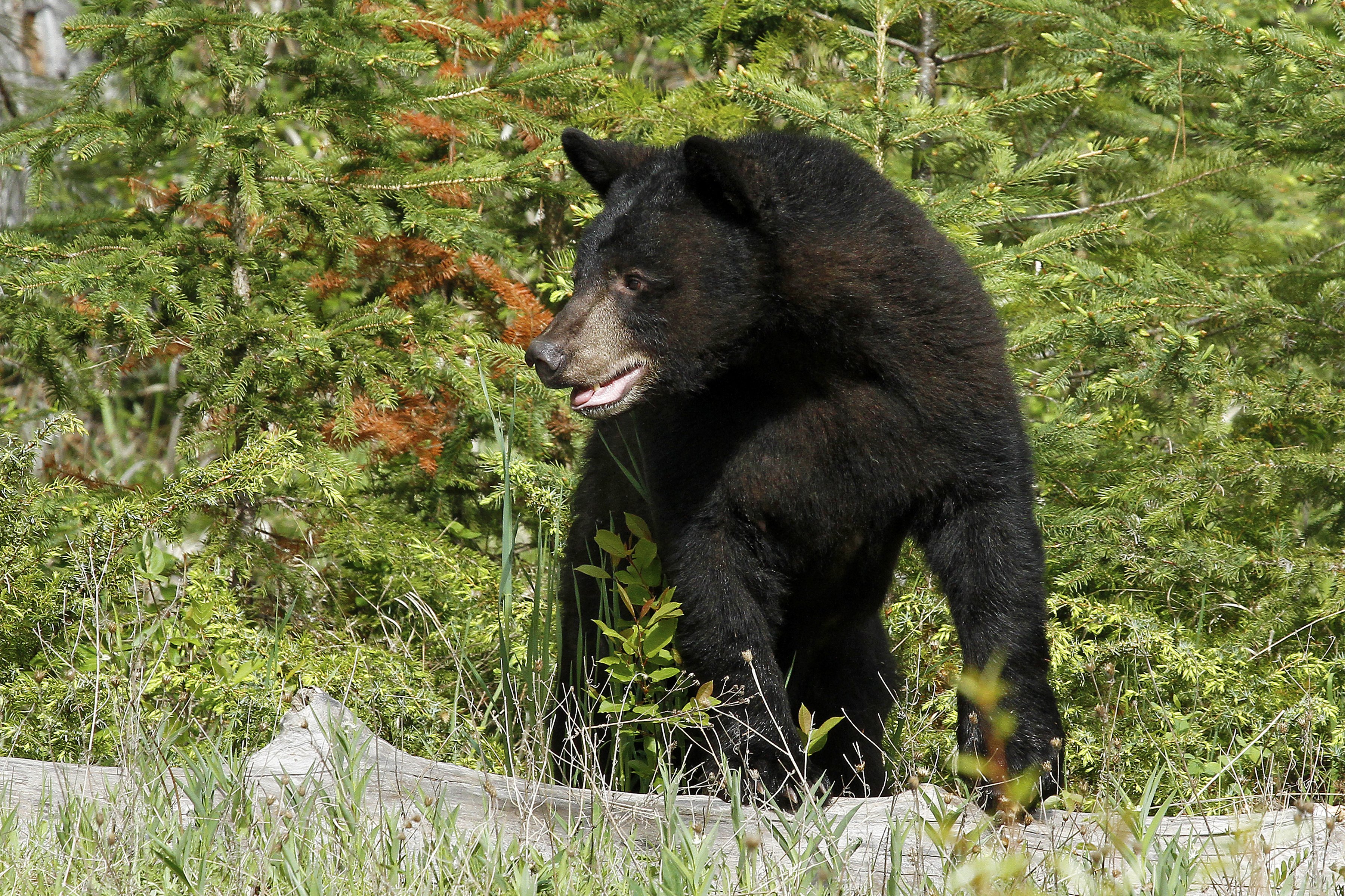 Bear at State Forest State Park