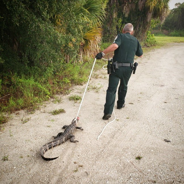 Charlotte COunty gator near movie theater.jpg