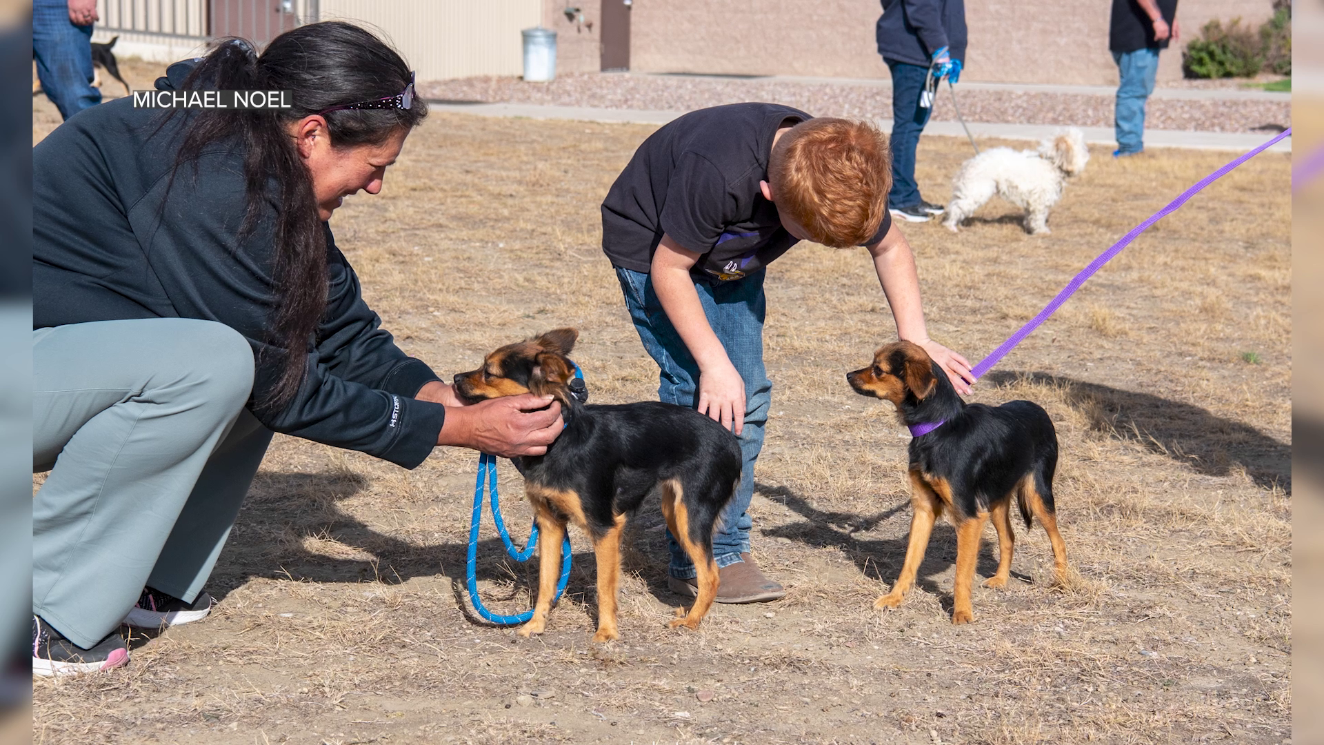36 dogs saved from euthanization made a 'pit stop' in Great Falls