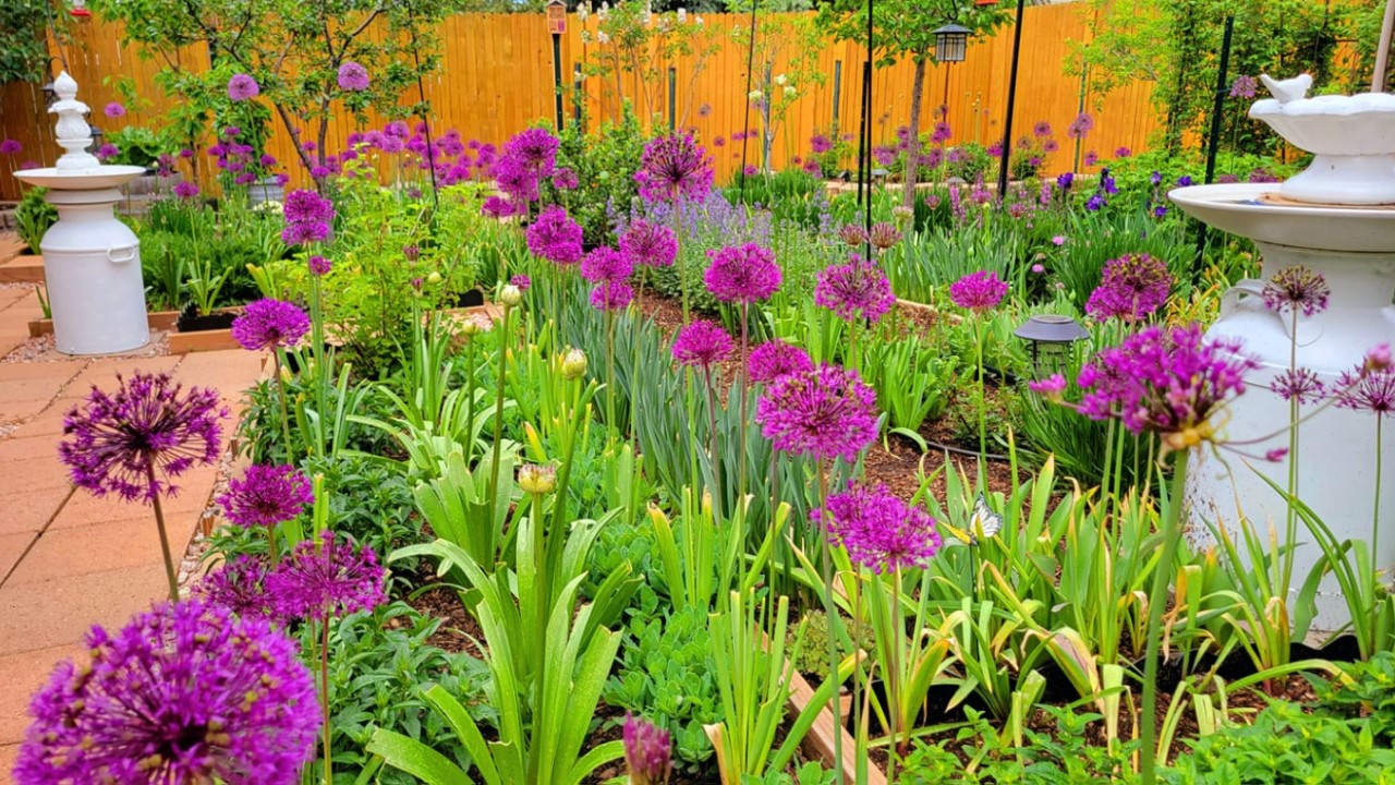 June flowers in Colorado Springs