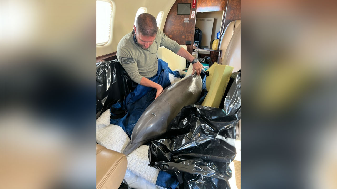 Tampa-based-company-transports-dolphin-from-Texas-to-FL-Keys-JET-ICU.jpg