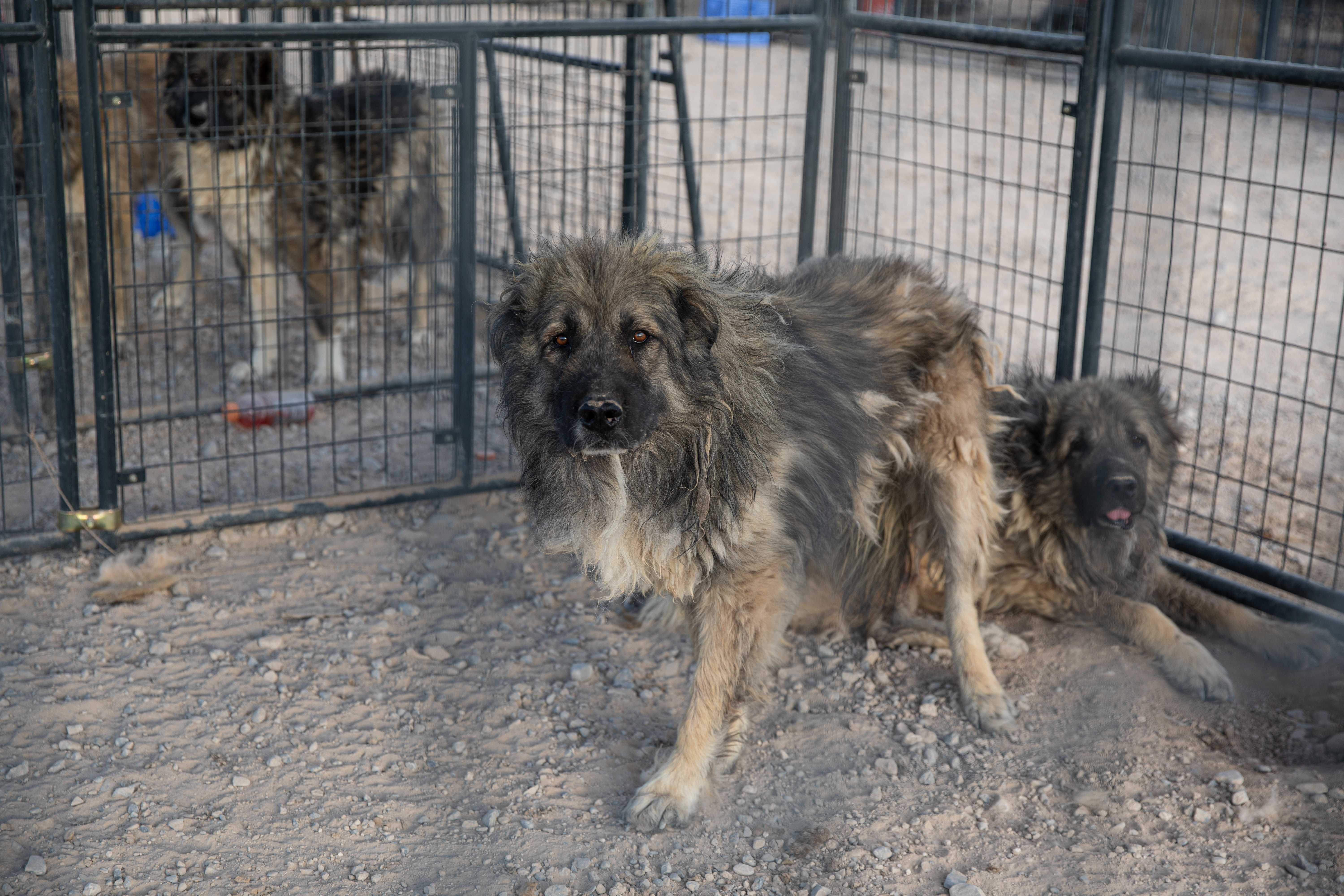 NATL_Cruelty_Nye County NV_2022Sept02__0059.jpg