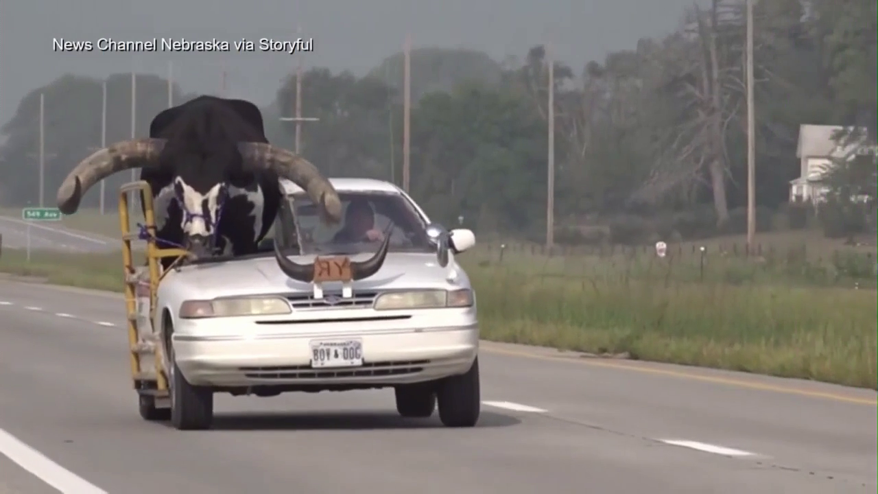Man pulled over for having a huge bull 'riding shotgun' in his car 
