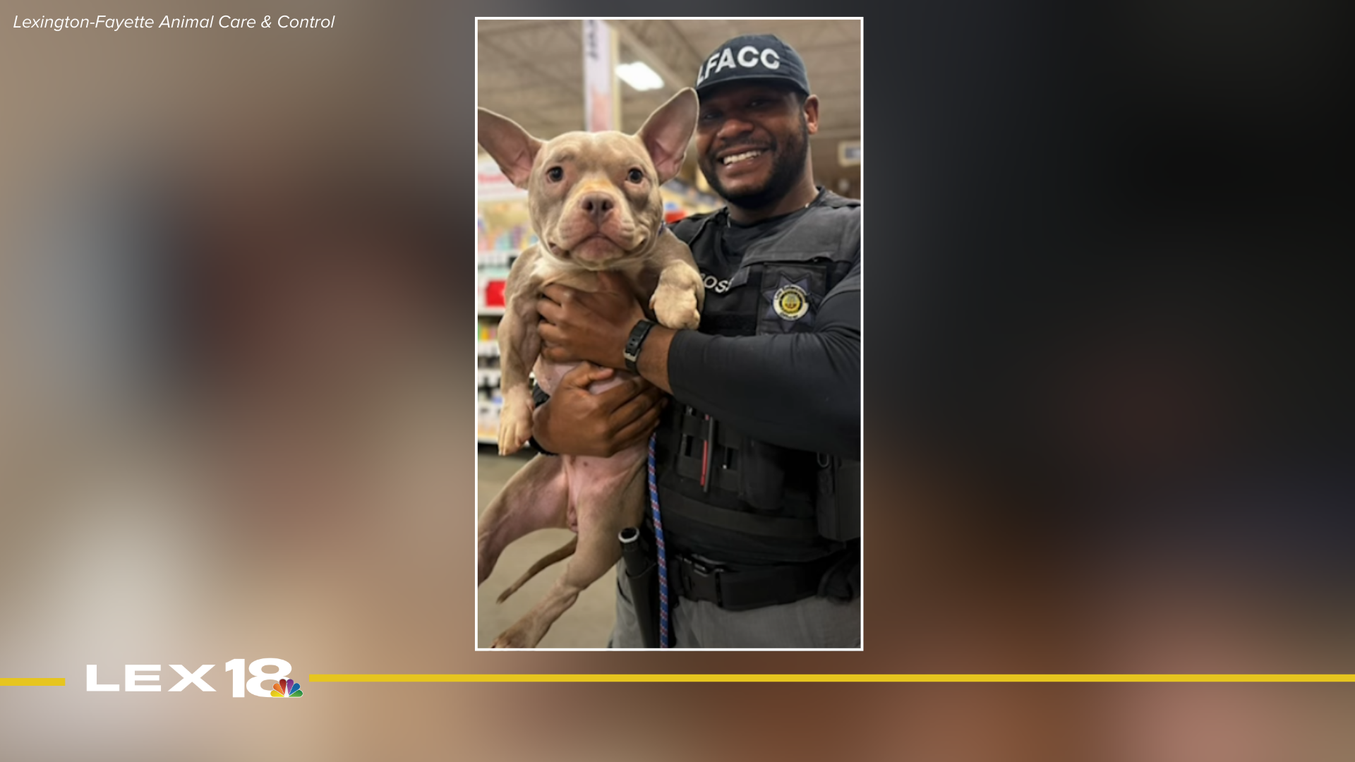 Lexington-Fayette Animal Care & Control rescues dog 