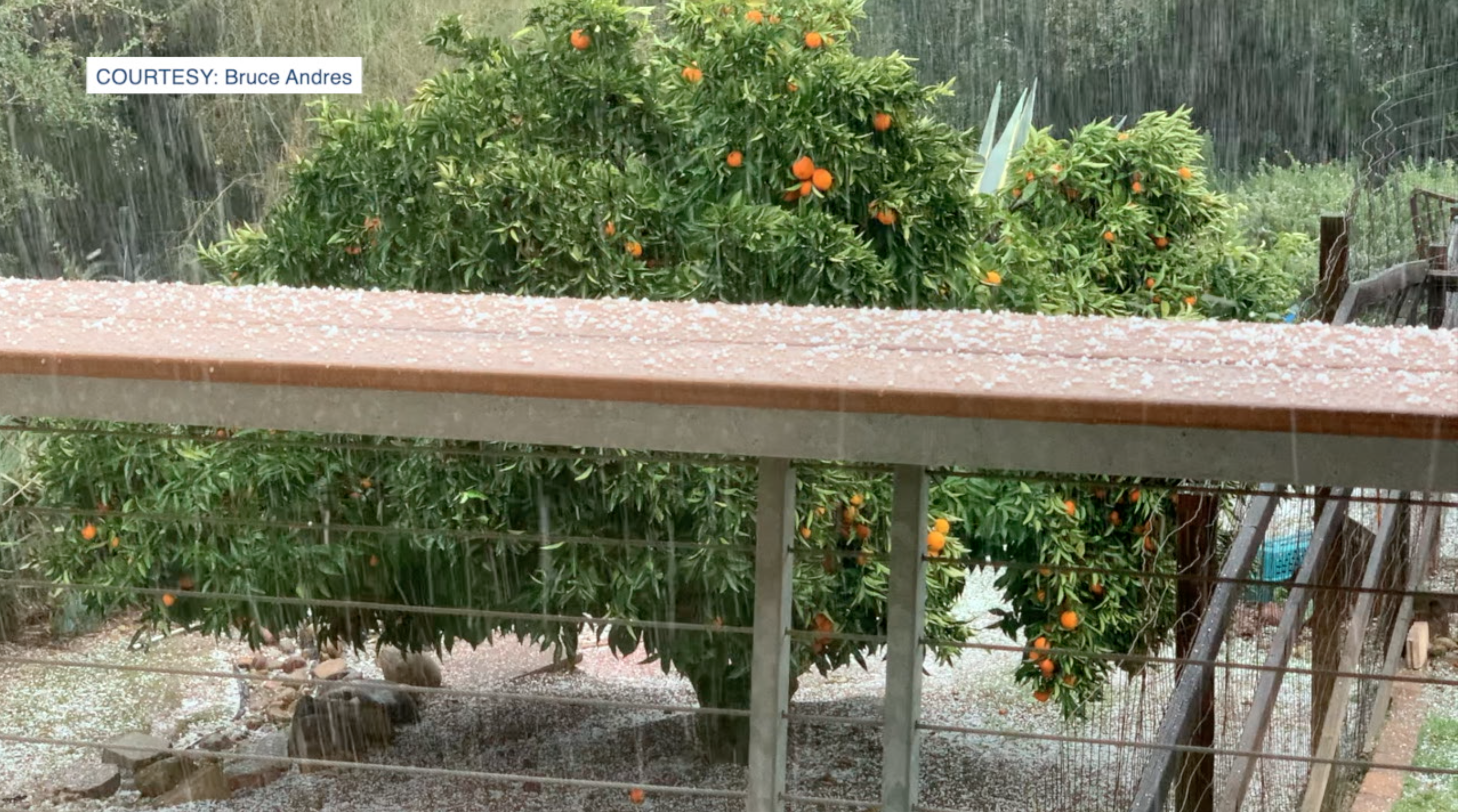 HAIL IN CREST.png