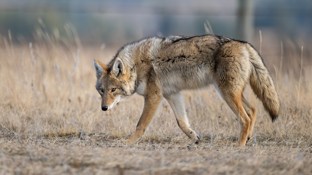 Coyote (File)