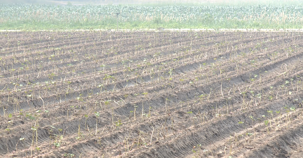 Visser Farms Drought